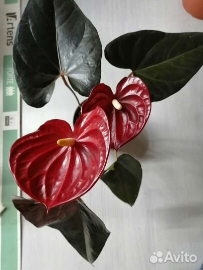Антуриум 