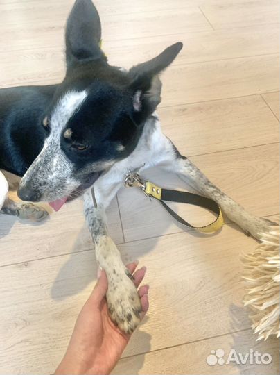 Собака-улыбака в добрые руки