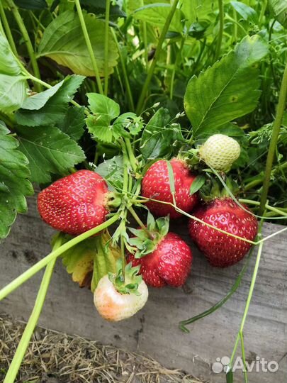 Рассада клубники Азия заказ сентябрь