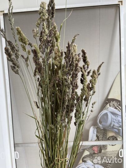 Сухоцветы шишки