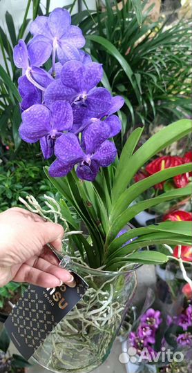 Орхидея Ванда цветущая в вазоне