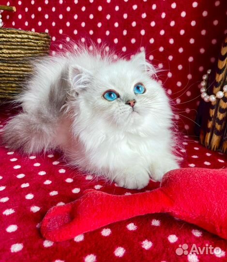 Роскошная синеглазая Принцесска)