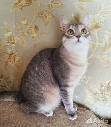 Прелестная кошечка 6 месяцев