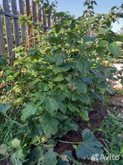 Кусты малины очень крупной