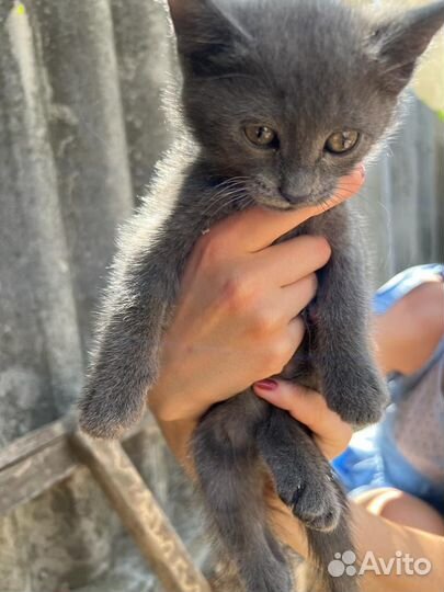 Отдам котят в добрые руки