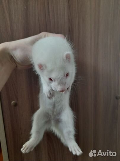 Продам хорят