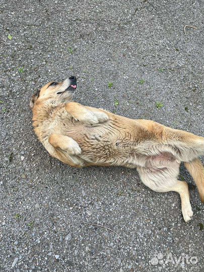 Собачки охранники в добрые руки