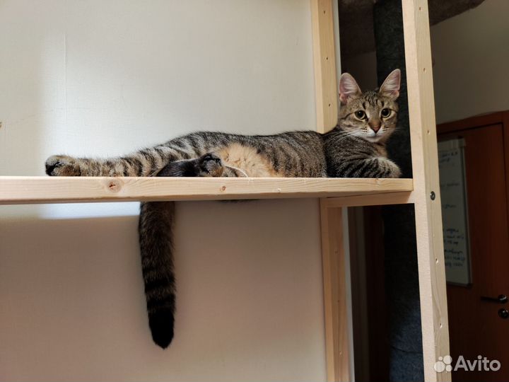 Кошка Крошка ищет дом