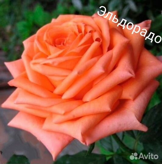 Саженцы роз