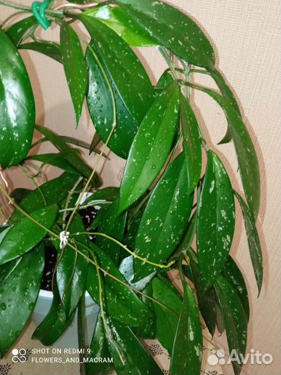 Хойи срезом