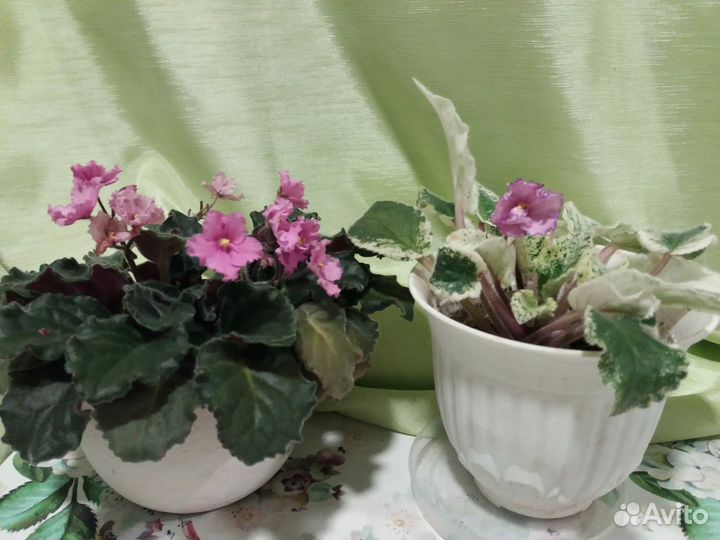 Комнатные цветы