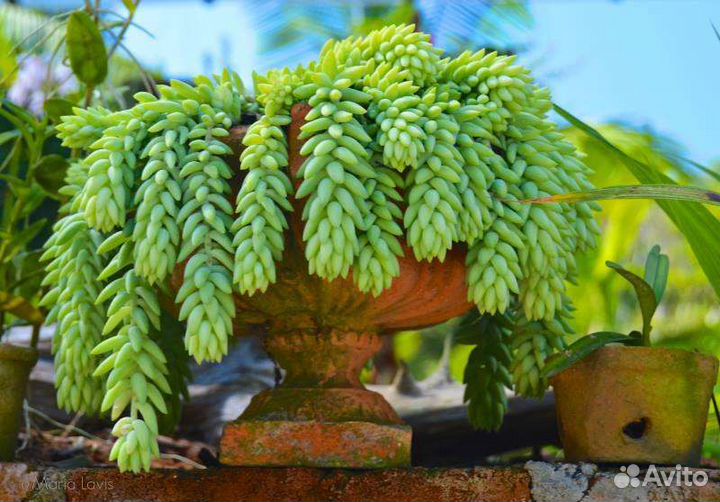 Очиток, седум Моргана