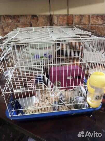 Джунгарский хомяк с клеткой бесплатно