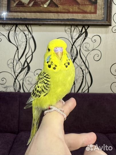 Выставочные волнистые попугаи (ввп, Чех)
