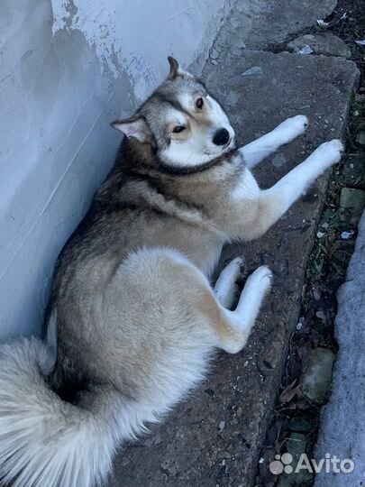 Собака хаски, характер компаньон - друг