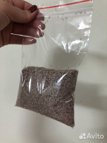 Семена салат левистро