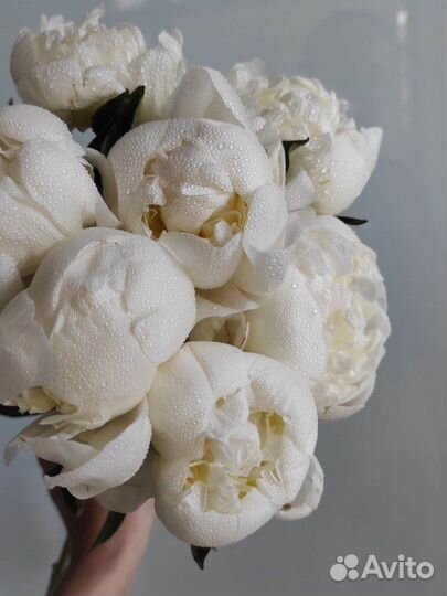 Букет белых пионов