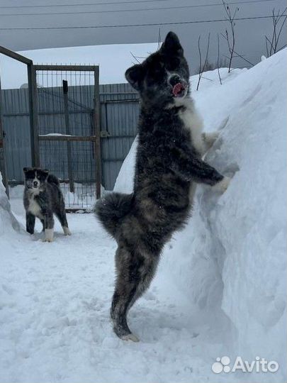 Щенки акита ину