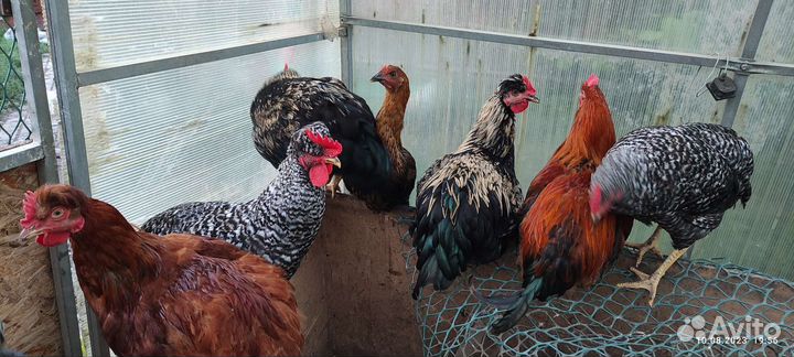 Молодые петушки