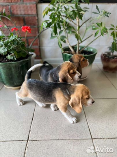 Бигль,щенки