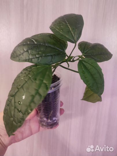 Комнатные цветущие растения