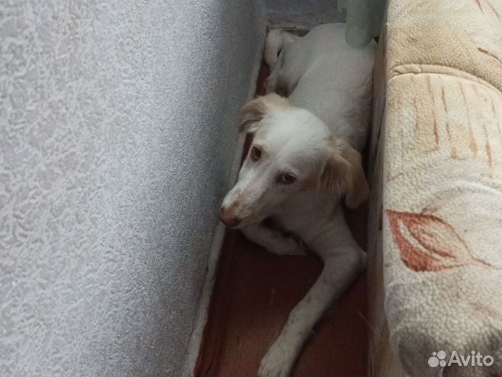 Животное