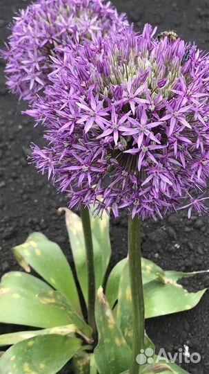 Декоративный лук Аллиум