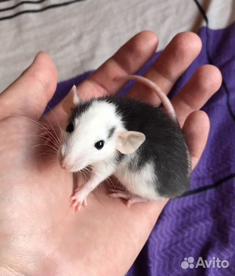 Крысята Хаски Дамбо из Питомника