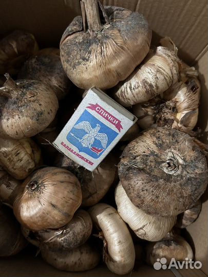 Гладиолусы луковицы