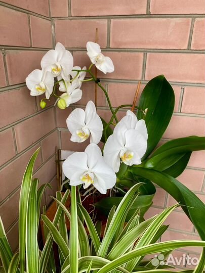Орхидеи фаленопсис взрослые