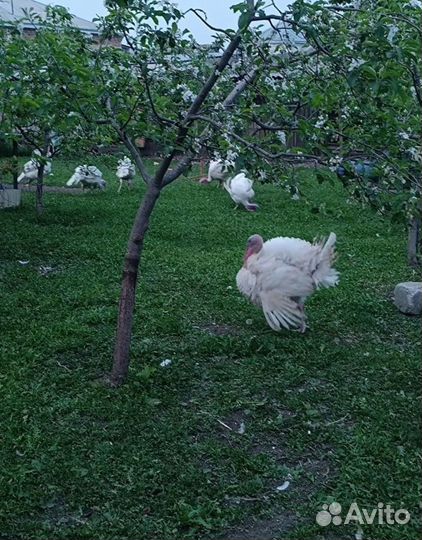 Индюки на мясо