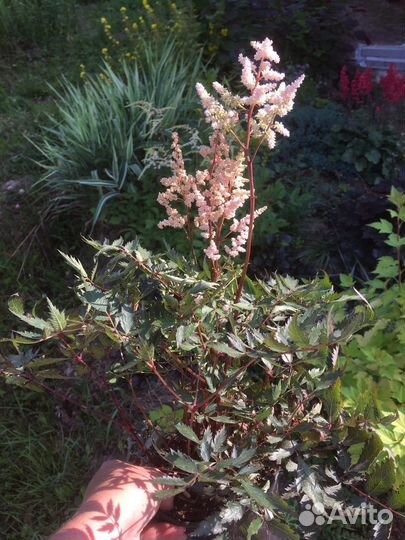 Садовые многолетние цветы