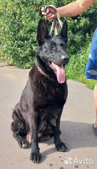 Алиментный щенок вео