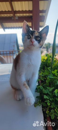 Кошка в дар