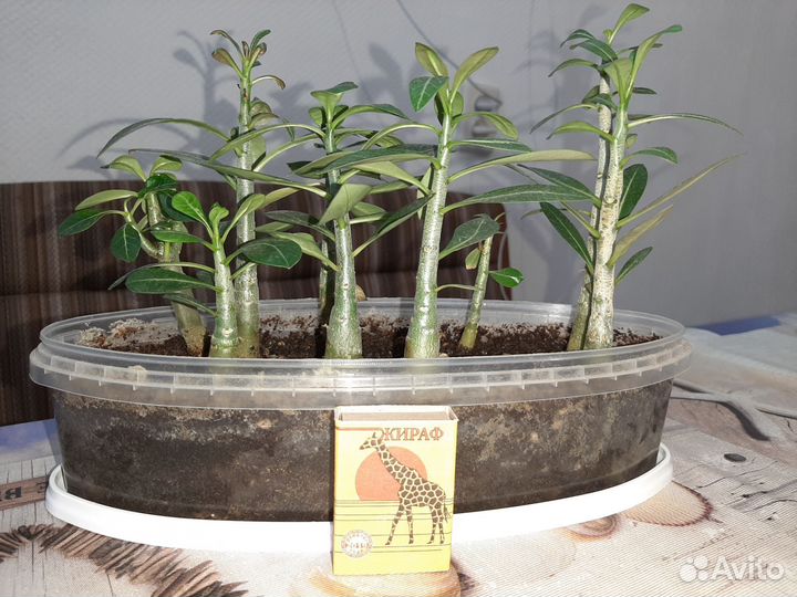 Адениум сеянцы