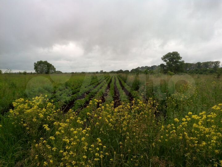 Участок 49,1 сот. (ИЖС)