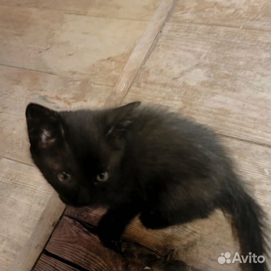 Сиамские котята