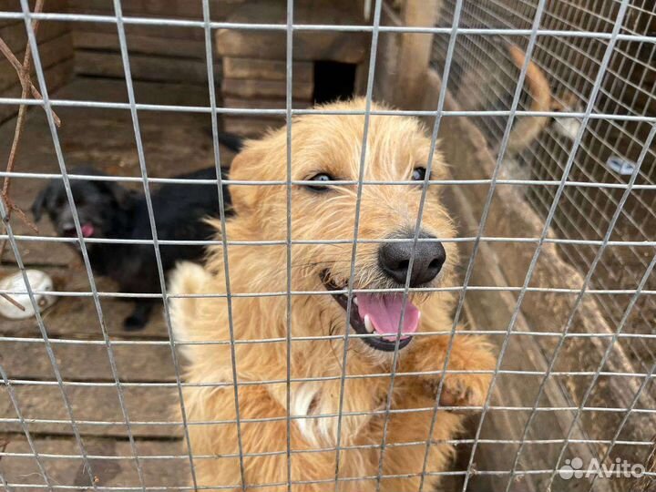 Собаки из приюта ищут дом