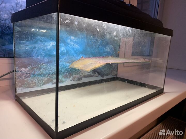 Аквариум 30 л для красноухой черепахи