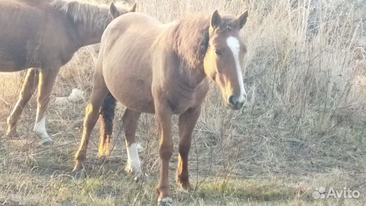 Продаю кобылки