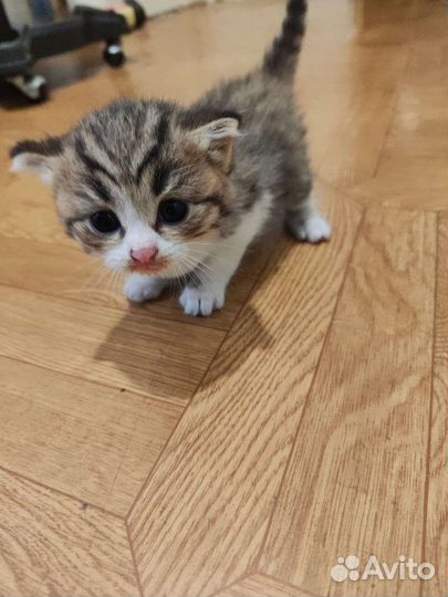 Британские котята