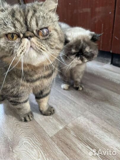 Кошки в добрые руки бесплатно