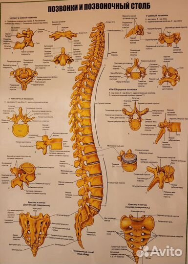 Костоправ, мягкие техники