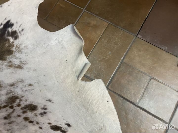 Шкура коровы