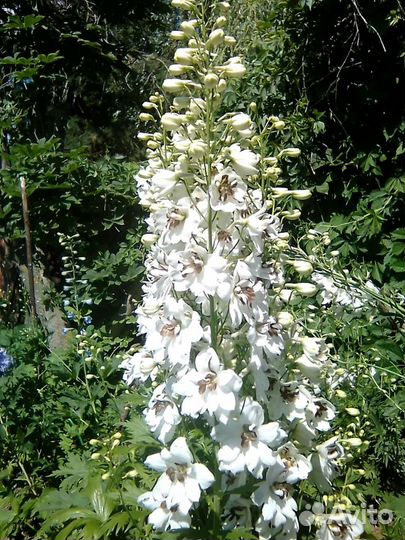 Дельфиниум