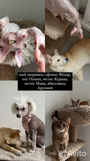 Догситтер выгул собак няня