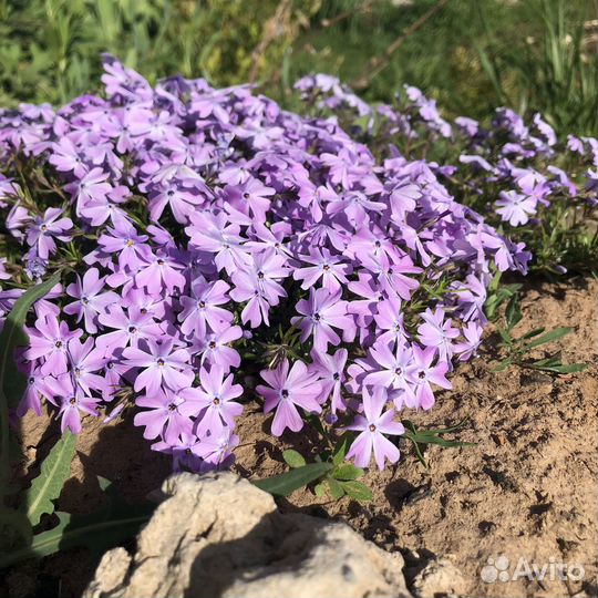 Флоксы шиловидные почвопокровные