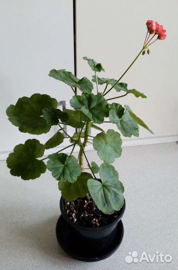 Пеларгония герань