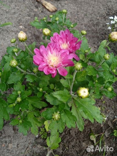 Хризантема мультифлора. Шалфей дубравный