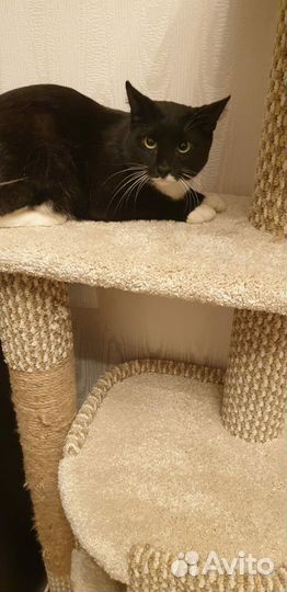 Молоденький котик